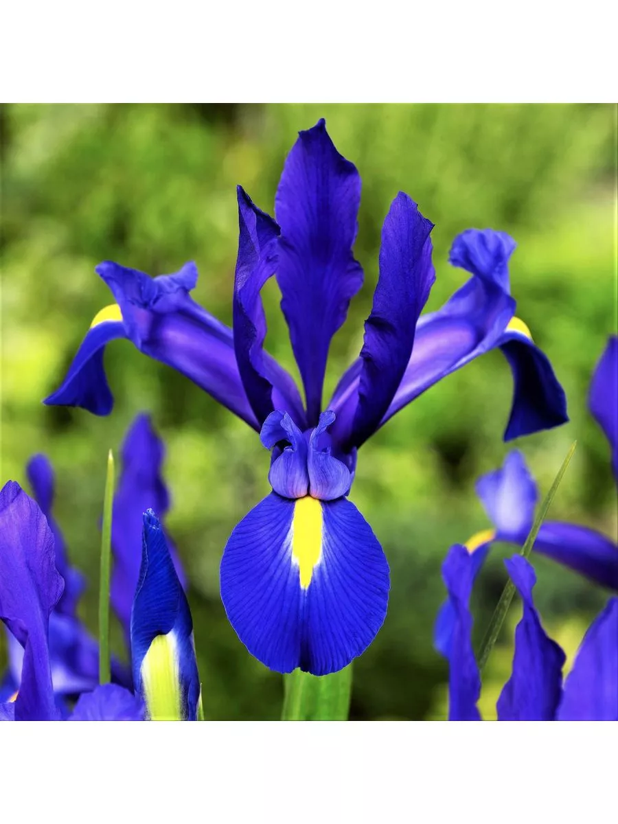 Iris reticulata 'Alida' уход (почву, удобрение, обрезка) - PictureThis