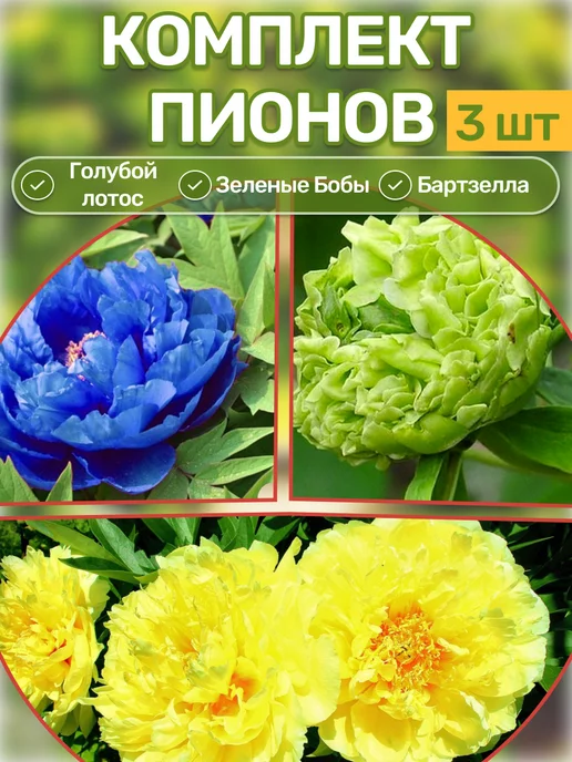 Купить Пионы Саженцы В Интернет Магазине Посадика