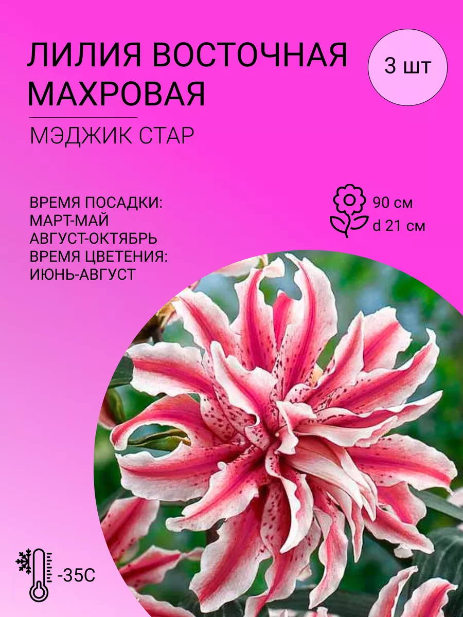 Лилия Восточная Махровая Мэджик Стар, луковицы 3 шт