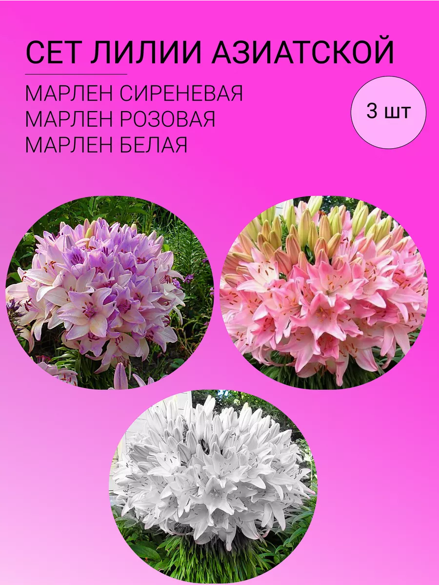 Сет Лилии азиатской, луковицы 3 шт Цветочная Фея купить по цене 231 ₽ в  интернет-магазине Wildberries | 206396435