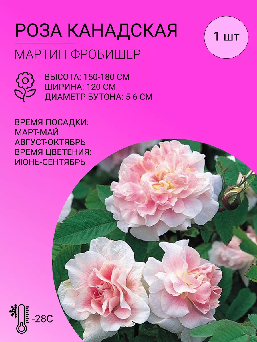 Роза мартин фробишер фото и описание отзывы Роза канадская "Мартин Фробишер"