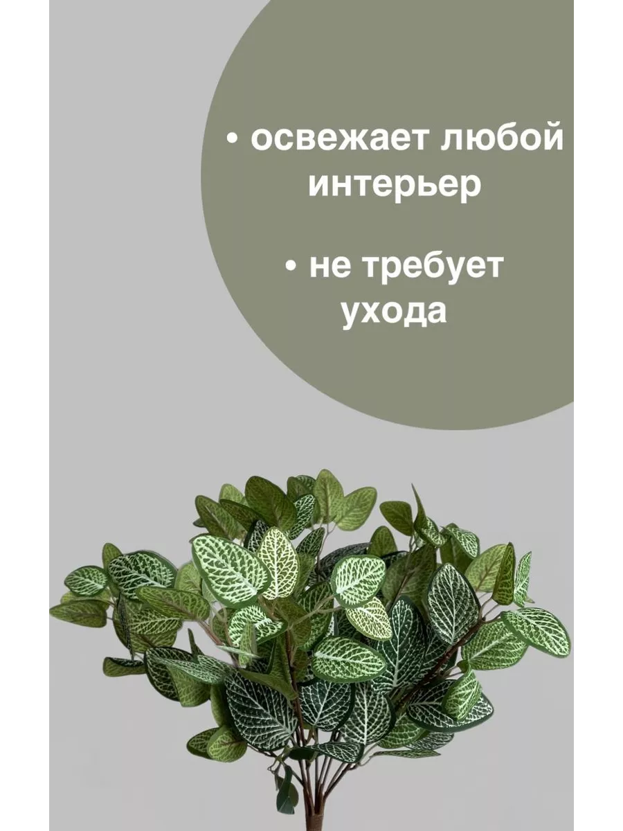 Ветка Фиттония растение для декора дома высота 45 см купить по цене 441 ₽ в  интернет-магазине Wildberries | 209014009