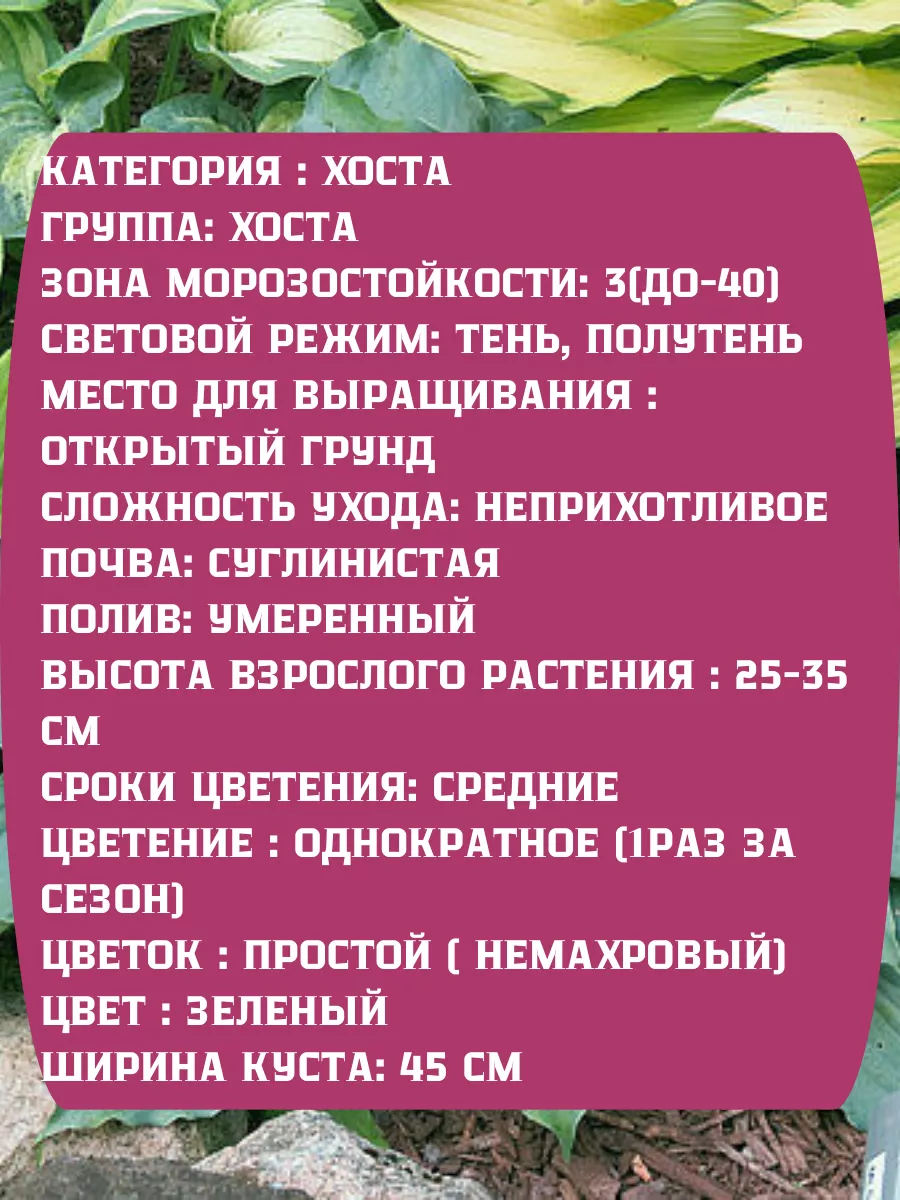 Хоста пестрая Корень хосты Сад Огород купить по цене 614 ₽ в  интернет-магазине Wildberries | 209357360