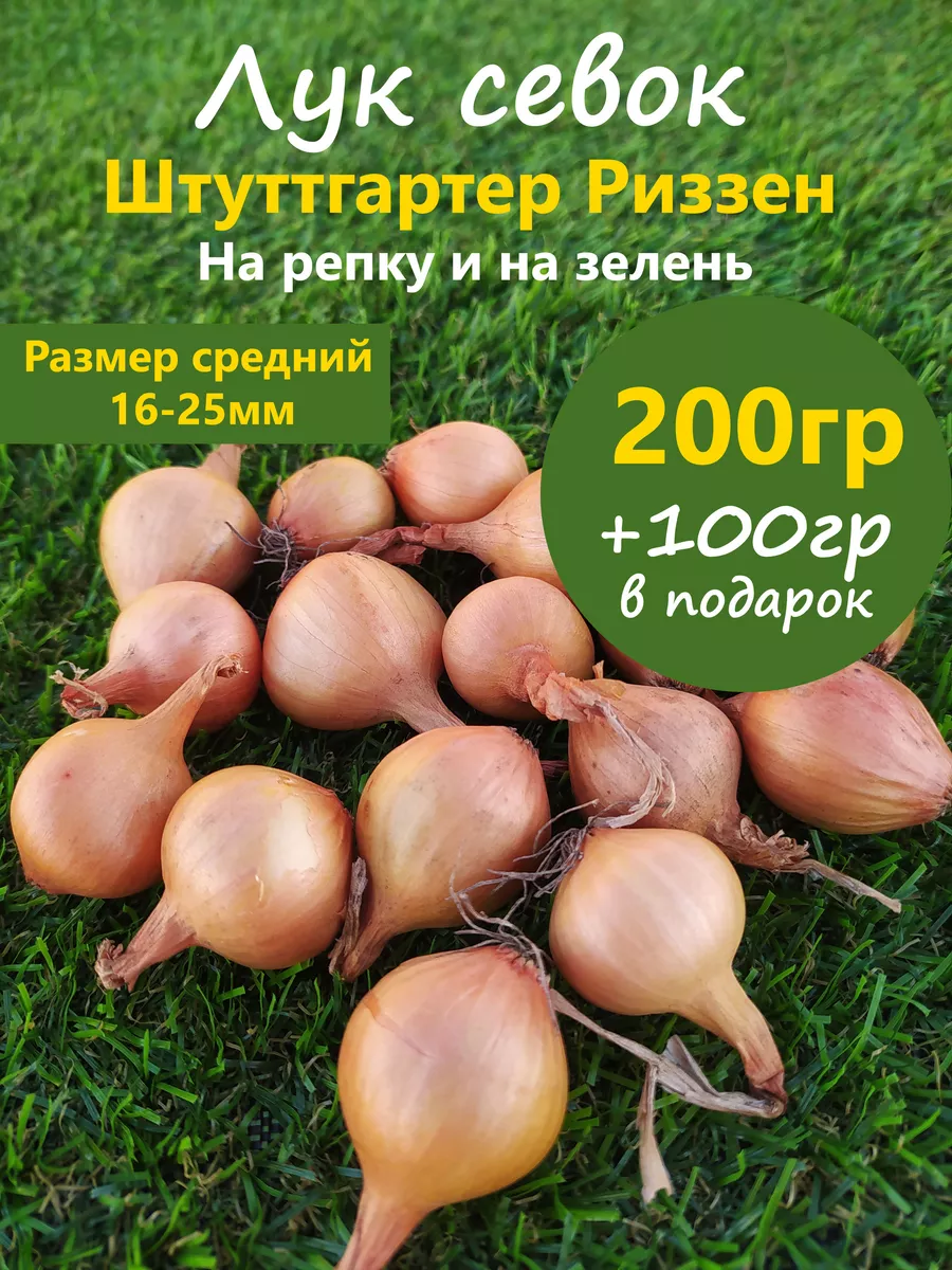 Лук севок для посадки весной желтый красный белый Лучок за пучок купить по  цене 5,89 р. в интернет-магазине Wildberries в Беларуси | 209556606