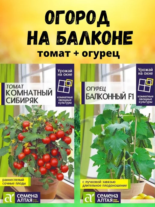 Томат комнатный сибиряк отзывы фото урожайность Томат Пиноккио Сады Беловых