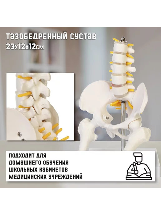 Сималенд Макет Поясничный отдел позвоночника, тазобедренный сустав