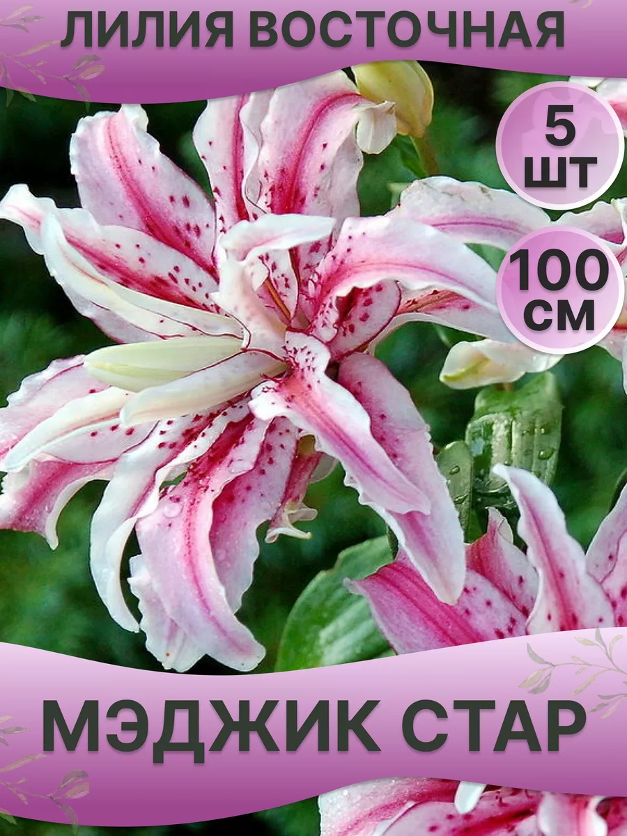 Лилии луковицы Мэджик Стар (5 шт.)