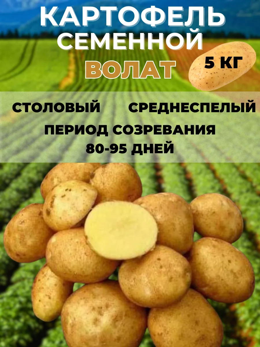 Картофель Лапоть Купить Семена