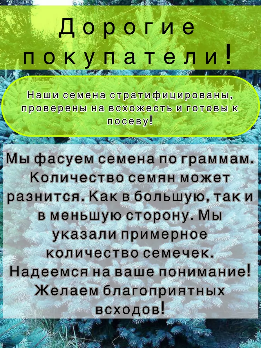 Семена хвойных набор пихта кипарис туя смарагд ель 125 шт Елки Иголки  купить по цене 299 ₽ в интернет-магазине Wildberries | 210692378