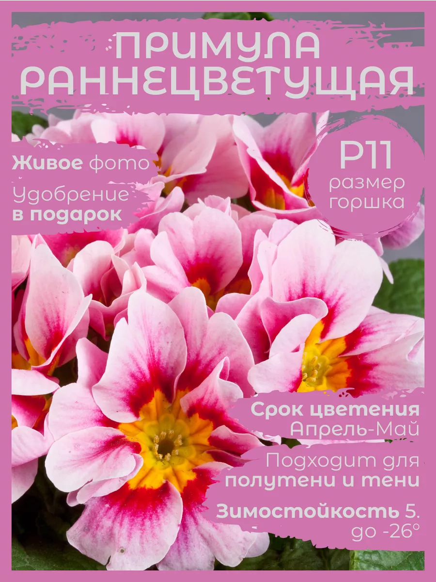 Цветок Примула комнатная домашняя рассада Сад Натали купить по цене 423 ₽ в  интернет-магазине Wildberries | 211070515