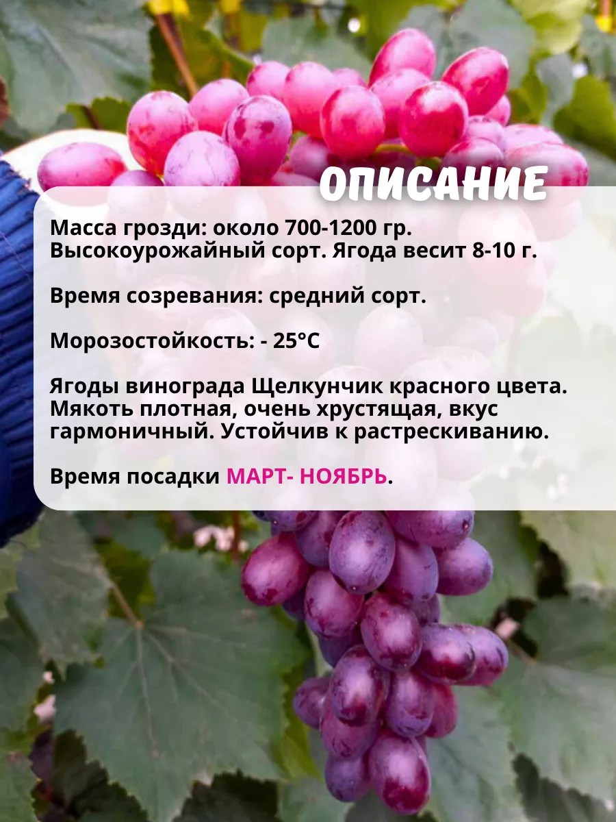 Саженцы Виноград Кишмиш Щелкунчик ОНЛАЙН САД купить по цене 481 ₽ в  интернет-магазине Wildberries | 211282928