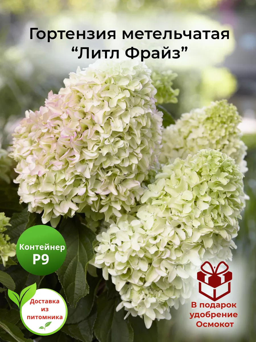 Wildberries — интернет-магазин модной одежды, обуви и аксессуаров