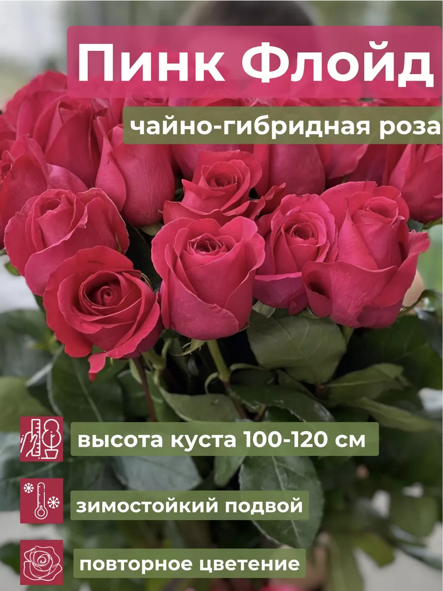 Саженец розы Пинк Флойд Мир Роз купить по цене 821 ₽ в интернет-магазине  Wildberries | 212544988