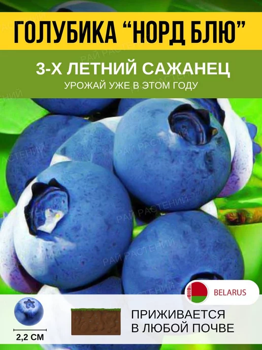 Голубика высокорослая Денис Блю, Саженцы, ЗКС - Ягодные - купить в интернет-мага