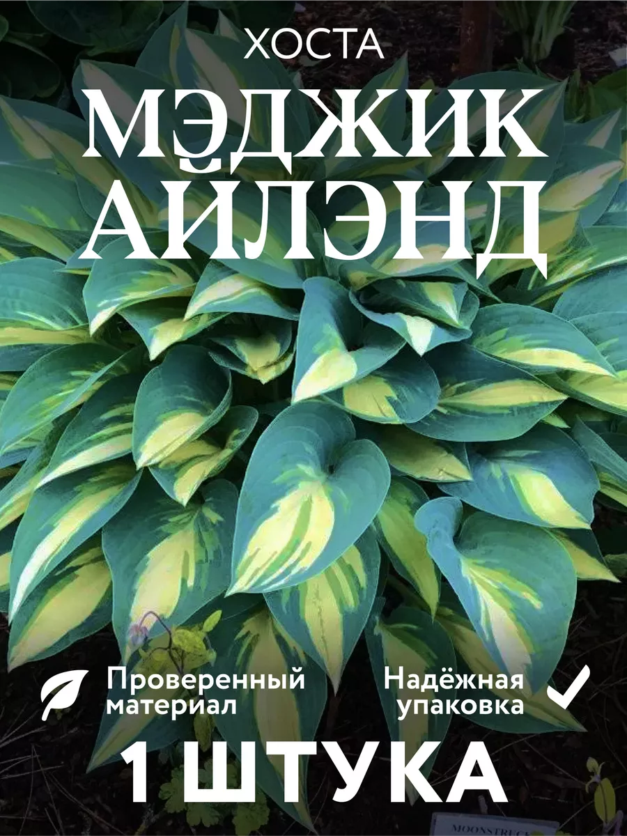 Хоста Саженцы цветов многолетние САЖЕНЦЫ №1 купить по цене 390 ₽ в интернет- магазине Wildberries | 216199492