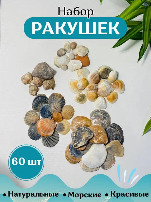 Какие оргинальные поделки можно сделать из ракушек?🐚