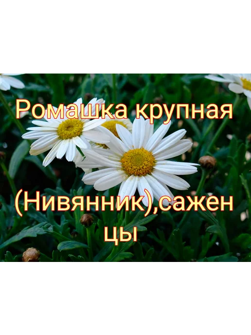 Нивяник или ромашка садовая: посадка и уход, фото, размножение, болезни и вредители